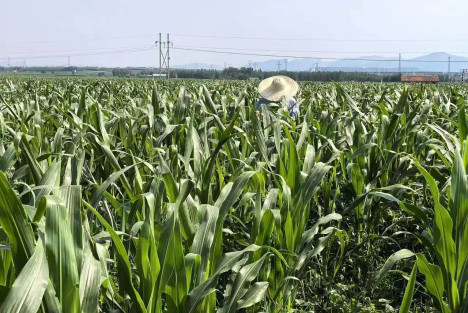 蒋高明：不用化肥一半的人没有粮食吃吗?