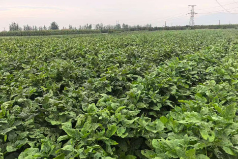 蒋高明:六不用生态农业有什么特点